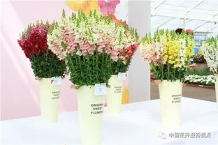 鲜花美图大全？海量高清等你来挑