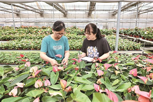 花卉种植前的准备