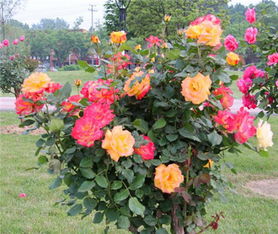 月季病害的防范