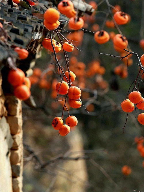 北方冬天嫩种腊梅吗？秋天移栽行不行？