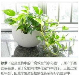 植物净化空气， 数量是个大学问