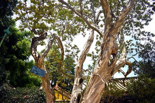 广西崇左的张老板， 筛出掺假种子，避免18万元损失