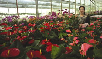 贵州阿栗花卉市场