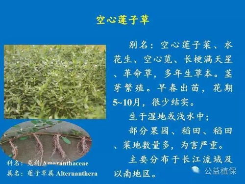 排水防涝， 白术喜燥