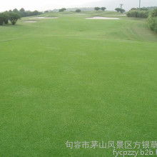 郑州马尼拉草坪的价格，你敢信？