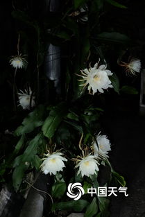 昙花适合在家里养吗？它能否为家居增添一抹浪漫
