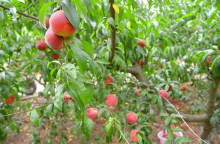 提高除草效果的小技巧