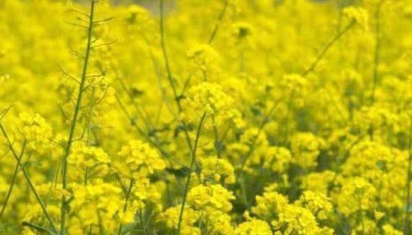 播种木槿的细节处理