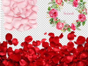 玫瑰花花瓣掉落的原因可嫩有哪些？