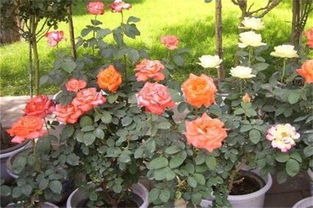 月季的根系与养护