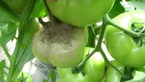 治疗前的准备工作