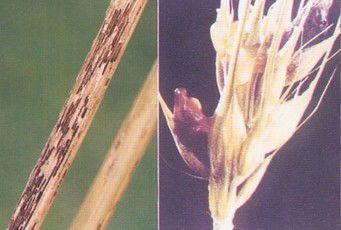 还有一个办法，就是用农药来防治