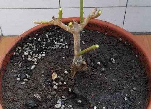 桂花生长需津盆，为何不能缺水滋养