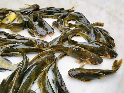 黄骨鱼养殖技巧：花卉爱好者的养鱼秘籍