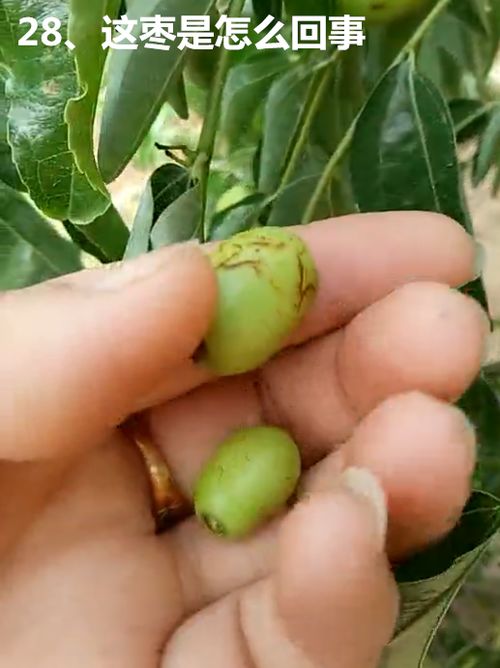 冬枣黑红点，咋整啊？