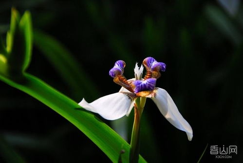 四、巴西鸢尾花的修剪技巧