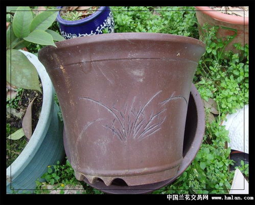 选盆子：黑与白， 是永恒的主题