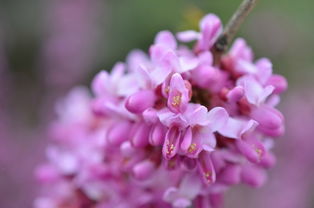 这些花会不会影响行车平安？