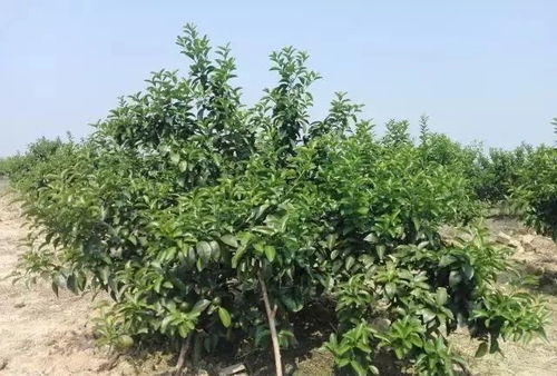 碧桃多头养成：修剪抹芽与拉枝