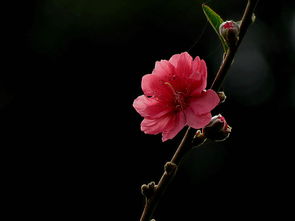 黑色铁筷子，圣诞节玫瑰