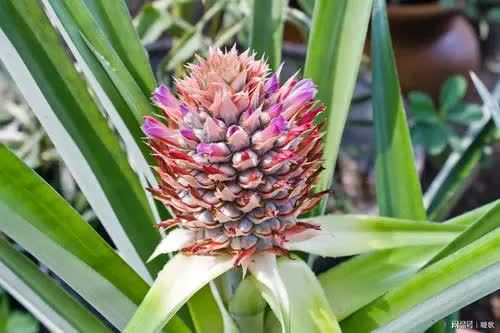 火箭凤梨栽培管理技术，关注生长周期、病虫害防治及环境调控