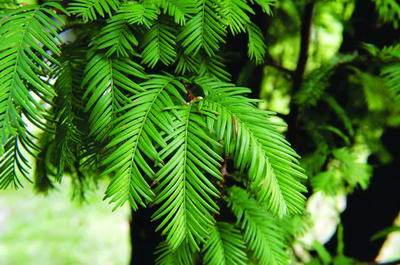 华山松叶子发黄之谜：揭秘全过程