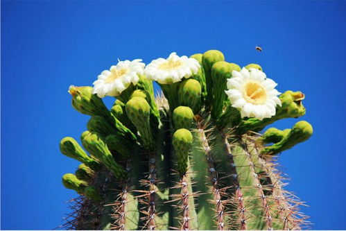 种出来效果大不同