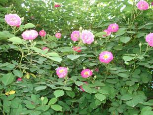 盆栽月季，春季生长旺盛，各地采购客户蜂拥而至