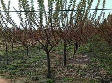 绿化建设的重要性