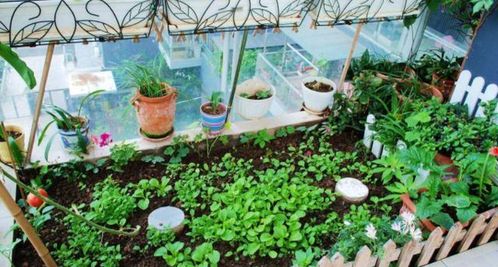 植物肥料和养护：不同植物的独特养护方法