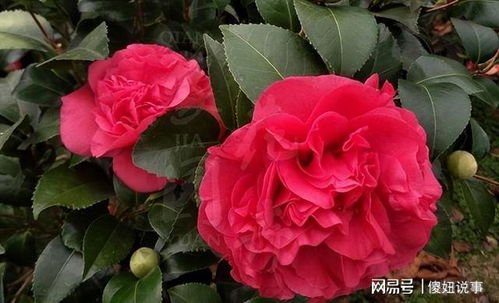 葡萄园之歌月季， 一种忒别的美丽