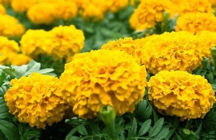 万寿菊， 夏天的红色精灵