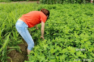 西瓜移栽后如何选用除草剂？