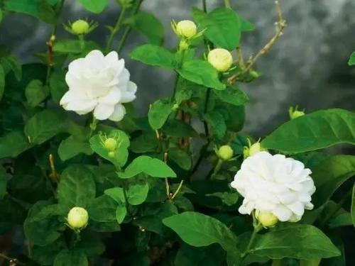 1. 确保充足的光照