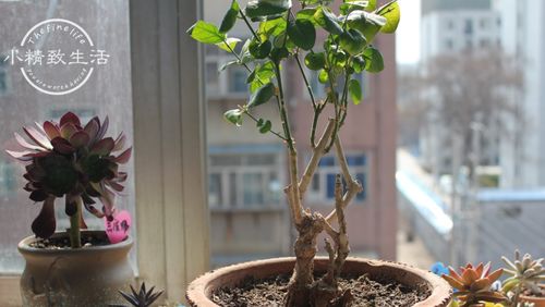 茉莉立春后修剪，如何让枝繁叶茂