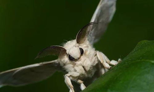 扑棱蛾子的烦恼，怎么破？