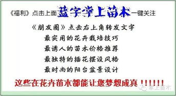 不同科目树苗的嫁接技巧