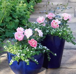 防范措施：杀菌消毒， 月季苗的守护神