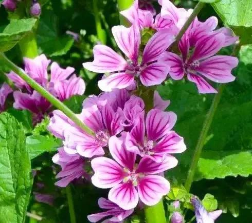 锦葵的花朵和用途