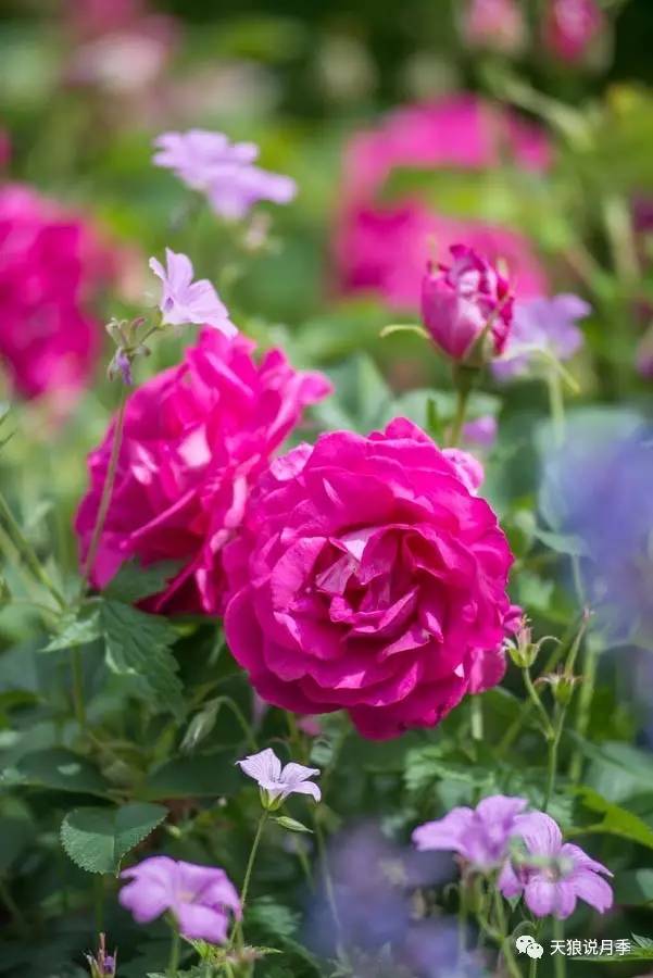 大卫奥斯汀推荐品种