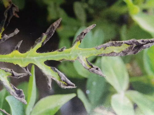 嘧菌百菌清， 防治作物病害的神器