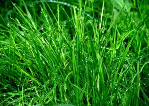 青苔净的价格之谜