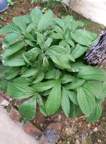 关中：药材的宝库