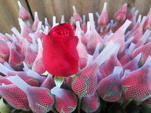 昆明斗南市场，花的世界，红的海洋