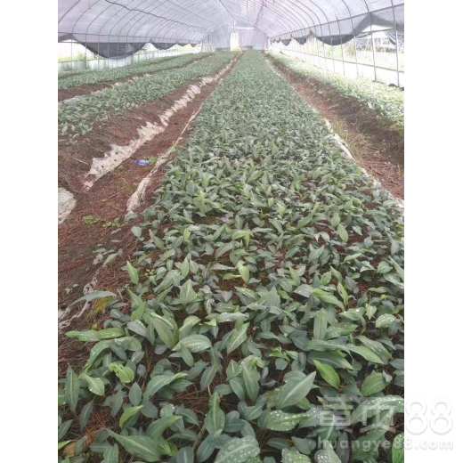 陕西中药材种植基地连翘种植的最佳时间和具体种植方法是什么？