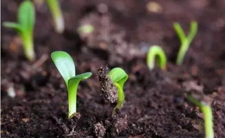 揭秘向阳植物：如何种植以增强农作物的生长力？