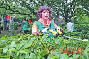 绿篱的美容师：青苔的净化作用