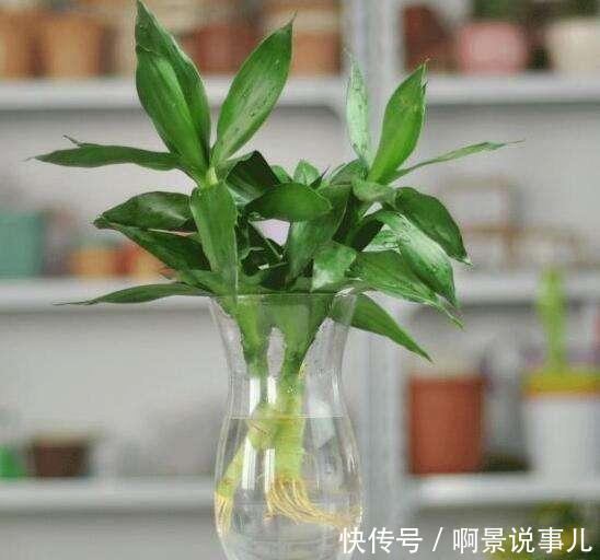 水培菖蒲，营养水大揭秘！