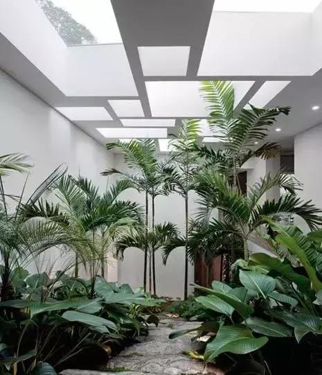 木瓜，那庭院中的神秘佳木