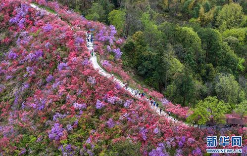 北方如何种植高山杜鹃？适宜的气候和土壤条件是关键吗